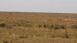 TANZANIA - Serengeti National Park - 029